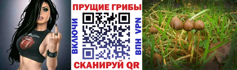Псилоцибиновые грибы Magic Shrooms  omg рабочий сайт  Теберда 